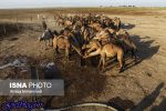 کور شدن دامها بر اثر مصرف آب شور در هویزه